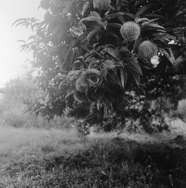 Chestnuts are ripe