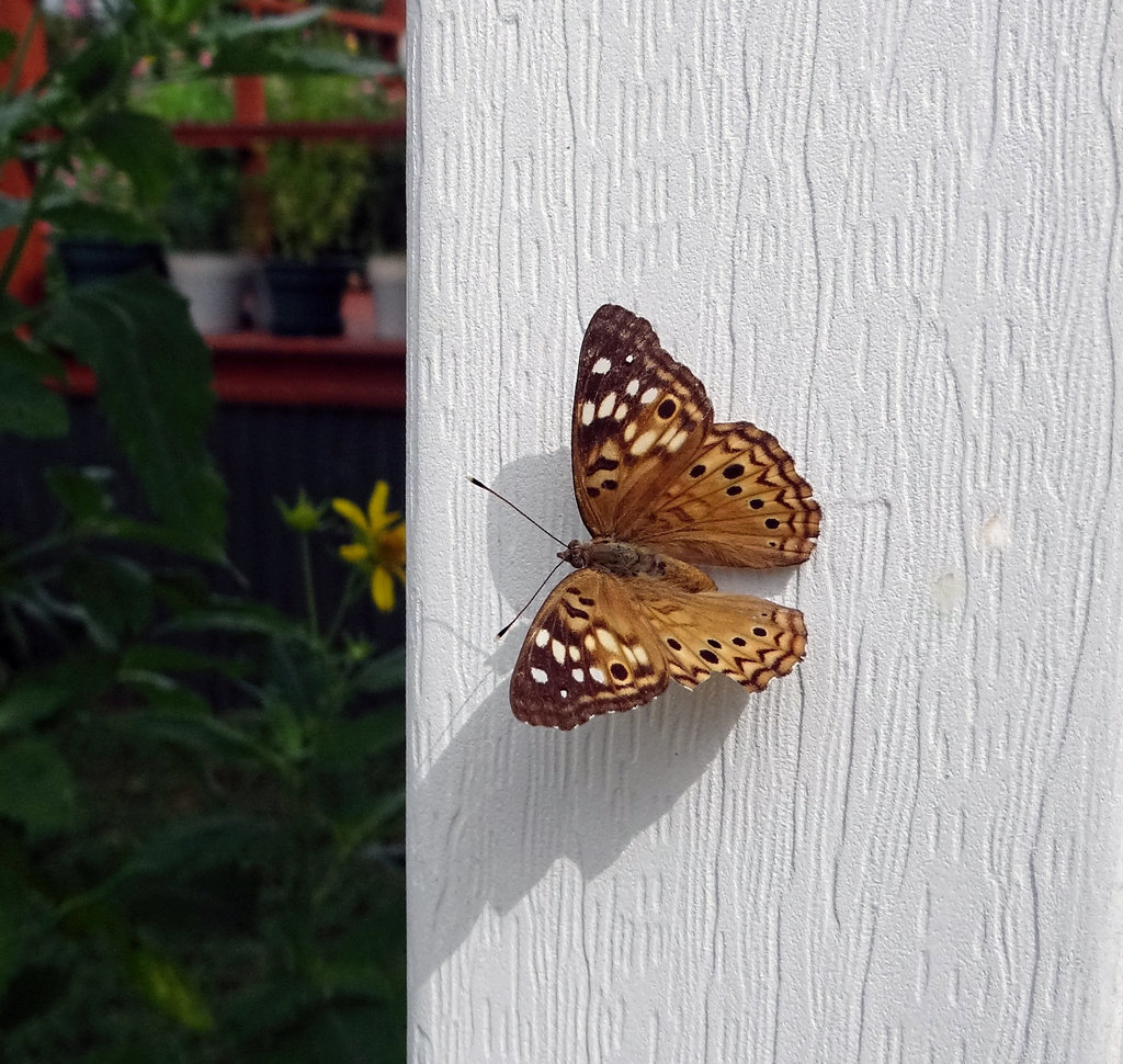 Hackleberry Emperor (Asterocampa celtis) butterfly