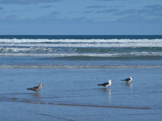 Pacific gulls and young