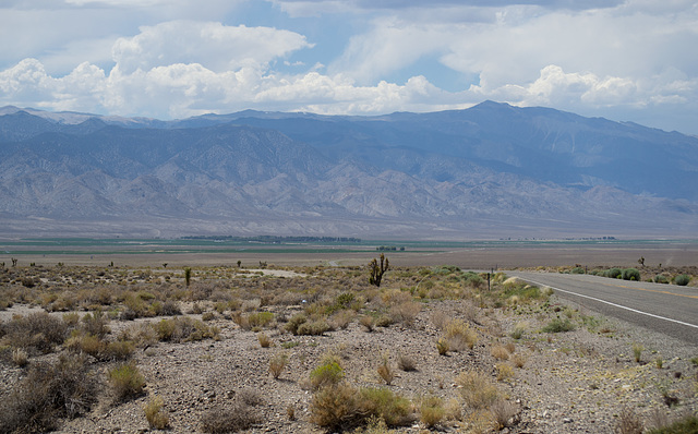 Fish Lake Valley, NV (0071)