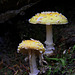 Gemmed Amanita