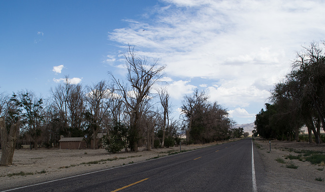 Fish Lake Valley (Dyer), NV (0080)