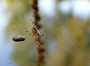 prise dans son piège !