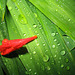 Lone mombretia bud