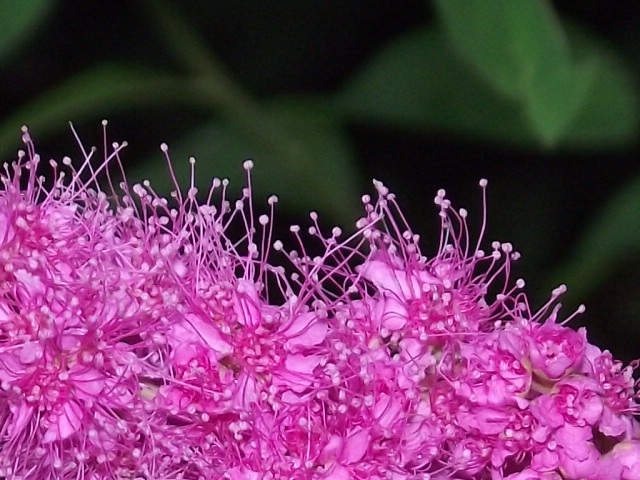 Spirea