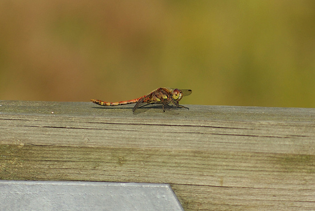 Common Darter