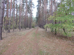 Waldweg am Schwarzen Luch