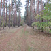 Waldweg am Schwarzen Luch