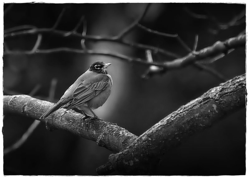 American Robin