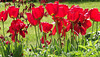 Blaze of red tulips