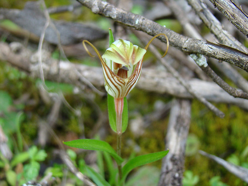 Pterostylis dolichochila