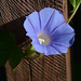 Another bindweed