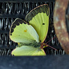 Common Sulphur in my car grill