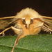 1921 Crocallis elinguaria (Scalloped Oak)