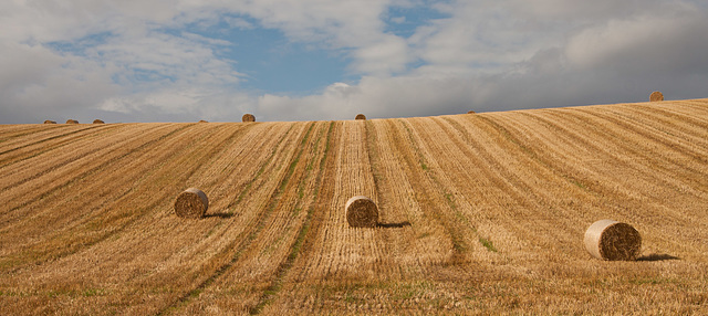 Fields near East Linton