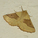 1921 Crocallis elinguaria (Scalloped Oak)