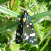 2068 Callimorpha dominula (Scarlet Tiger)