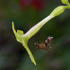 Spider (Hover Fly for tea)!