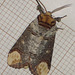 1994 Phalera bucephala (Buff-tip)