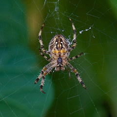 Spider