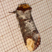 1994 Phalera bucephala (Buff-tip)