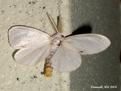 2030 Euproctis similis (Yellow-tail)