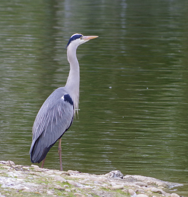 Parc aux oiseaux Villars les Dombes