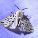 2060 Spilosoma lubricipeda (White Ermine) - 0026u