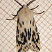 2060 Spilosoma lubricipeda (White Ermine) Form