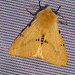 2061 Spilosoma luteum (Buff Ermine)