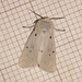 2063 Diaphora mendica (Muslin Moth) Female