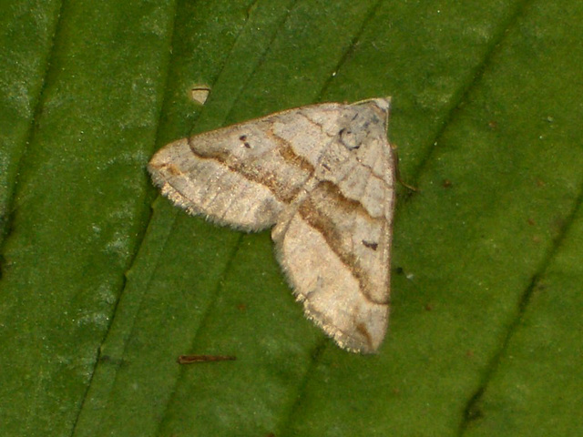 1733 Scotopteryx mucronata (Lead Belle)