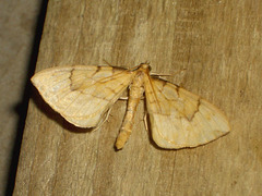 1758 Eulithis pyraliata (Barred Straw)