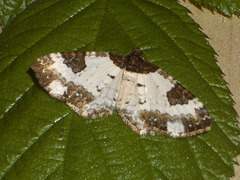 1784 Melanthia procellata (Pretty Chalk Carpet)