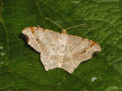 1890 Macaria alternata (Sharp-angled Peacock)