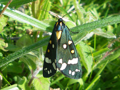 2068 Callimorpha dominula (Scarlet Tiger) - 0881u