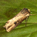 2098 Axylia putris (Flame Moth)