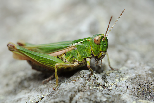 Grasshopper