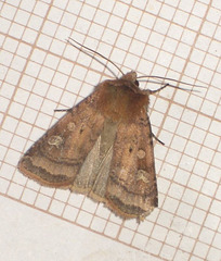 2123 Diarsia rubi (Small Square-spot)