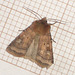 2123 Diarsia rubi (Small Square-spot)