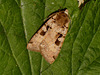 2128 Xestia triangulum (Double Square-spot)