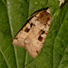 2128 Xestia triangulum (Double Square-spot)