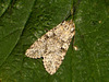 2150 Polia nebulosa (Grey Arches)