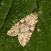 2150 Polia nebulosa (Grey Arches)