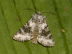 2164 Hecatera bicolorata (Broad-barred White)