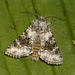 2164 Hecatera bicolorata (Broad-barred White)