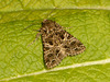 2173 Hadena bicruris (Lychnis)