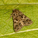 2173 Hadena bicruris (Lychnis)