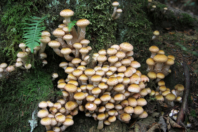 Scaly Pholiota