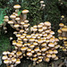 Scaly Pholiota